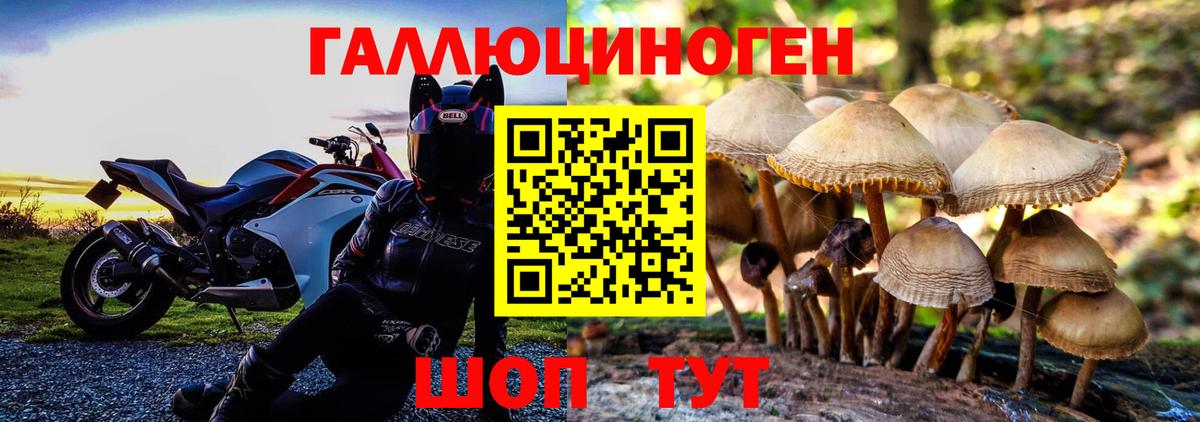 Галлюциногенные грибы Cubensis Сланцы